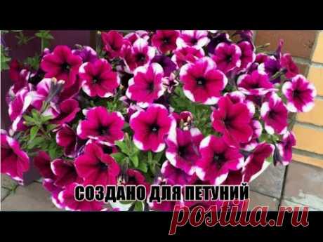 Такая подкормка словно создана для ПЕТУНИЙ - растение на глазах покрывается сотнями бутонов