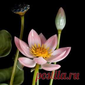 (99+) Одноклассники