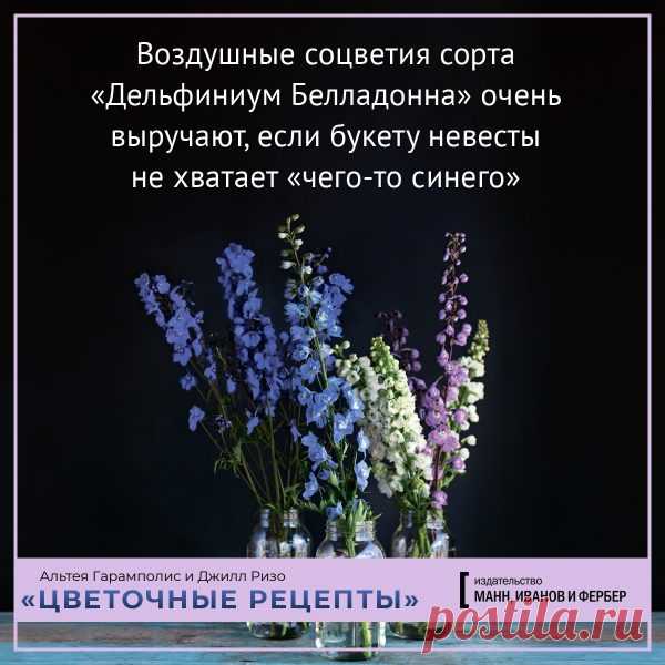 Воздушные соцветия сорта "Дельфиниум Белладонна"