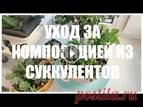 Уход за композицией из Суккулентов Уход за композицией из Суккулентов...