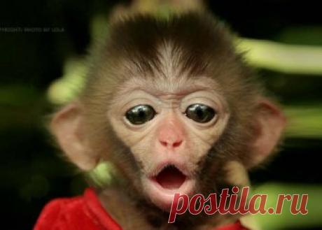 животные - 6 млн картинок. Поиск Mail.Ru