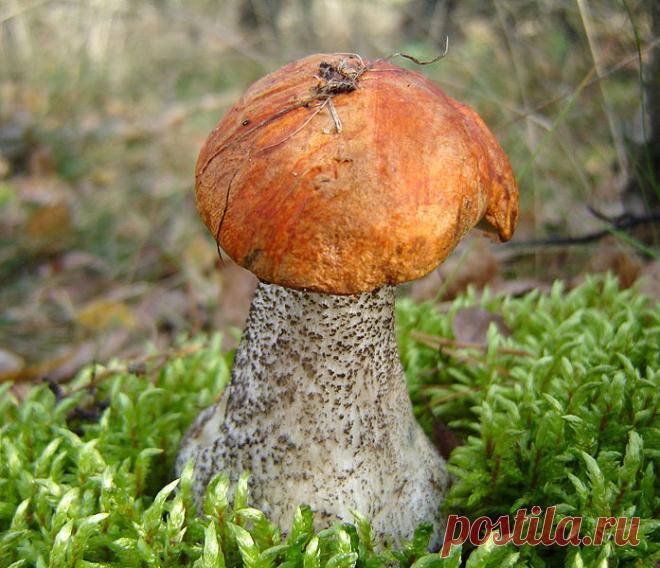 Подосиновики (осиновики): описание, маринование, тушение и приготовление грибной икры