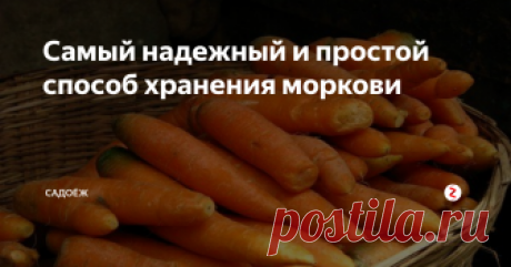 Самый надежный и простой способ хранения моркови Она останется свежей и хрустящей, не загниет и не прорастет до весны, а то и дольше