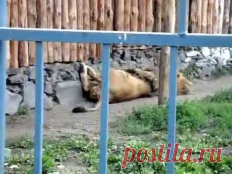 ЛЬВЫ...смотреть