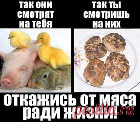 До тех пор пока люди будут резать животных, они будут убивать друг друга. (Пифагор)