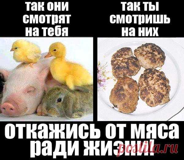 До тех пор пока люди будут резать животных, они будут убивать друг друга. (Пифагор)