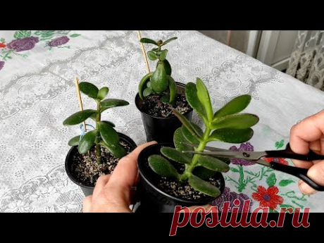 Первая прищипка крассулы | Когда и как правильно это делать.