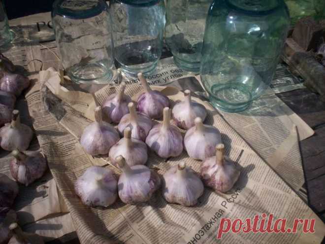 Маленькие секреты крупного чеснока.