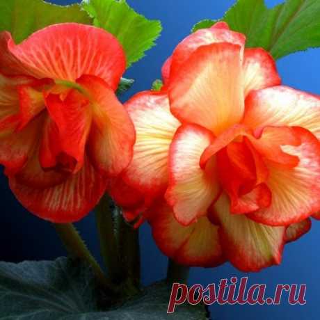 СЛЕЗЫ ВЛЮБЛЕННОЙ ЖЕНЩИНЫ - БЕГОНИЯ