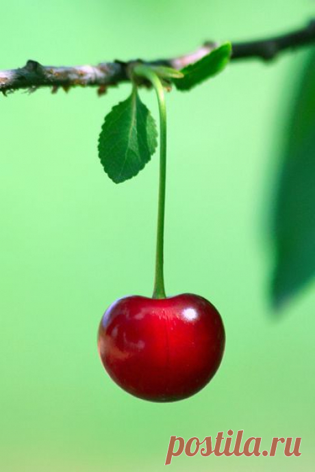 cherry
