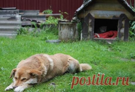 Обычный пук Олег Петрович проснулся с рассветом и вышел на крыльцо своей дачи. Смачно потянулся. Запах свежескошенной травы и летней листвы после дождя взбудоражил