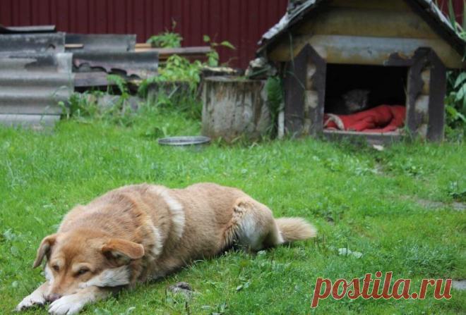 Обычный пук Олег Петрович проснулся с рассветом и вышел на крыльцо своей дачи. Смачно потянулся. Запах свежескошенной травы и летней листвы после дождя взбудоражил