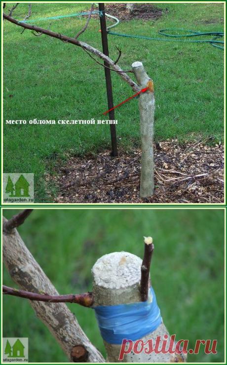 Как мы лечили яблоню.