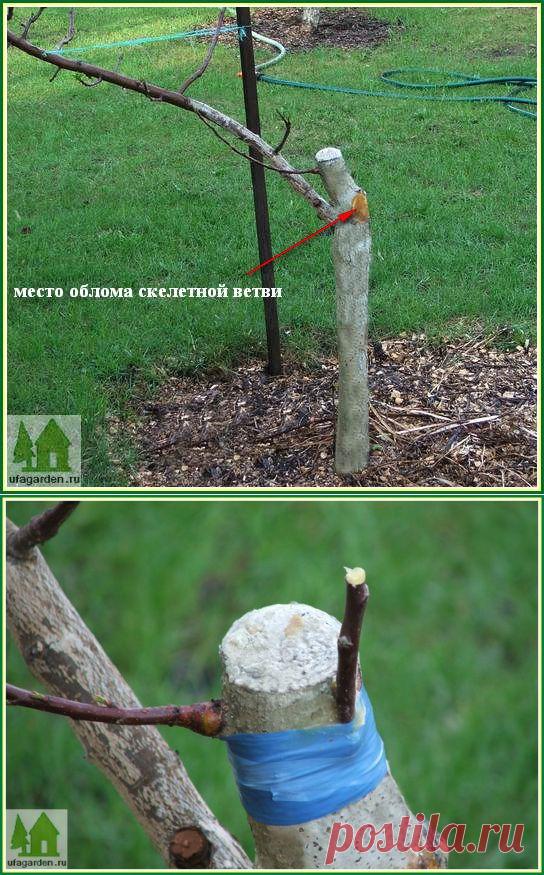 Как мы лечили яблоню.