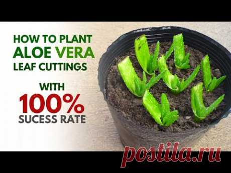 How To Plant Aloe vera from Leaf Cuttings
