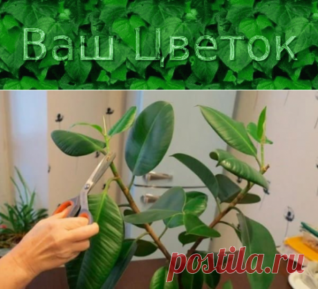 Фикус Каучуконосный – обрезка и формирование кроны в домашних условиях, прищипывание, фото пошагово
