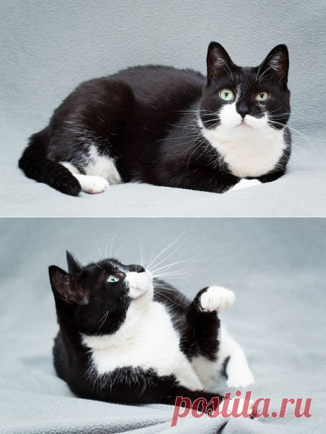 Очаровательная черно-белая кошечка Мила в дар. Москва – ЗАЩИТИМ И ПОМОЖЕМ., пользователь Galina Panina | Группы Мой Мир