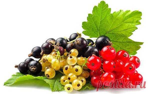 ГДЕ ЛУЧШЕ РАЗМЕЩАТЬ СМОРОДИНУ В САДУ?