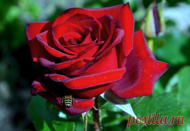 ✿ ЦВЕТЫ ✿ | I ♥