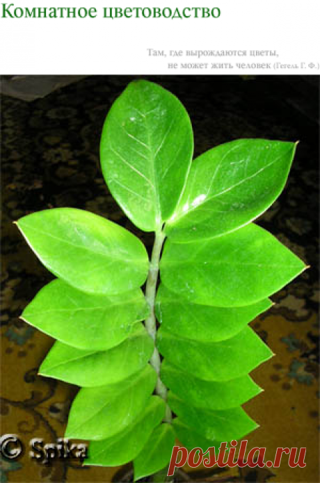Замиокулькас замиелистный (Zamioculcas zamiifolia). Уход за замиокулькасом: содержание и размножение.