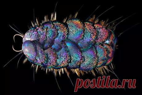 Никогда не угадаете, кто это. Фанат Элвиса, живущий на глубине четыре тысячи метров | Планетяне | Дзен