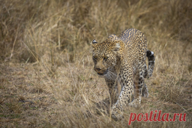 suddenly appeared out of nowhere _16A3545 Masai Mara, Kenya