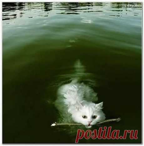 держи меня соломинка