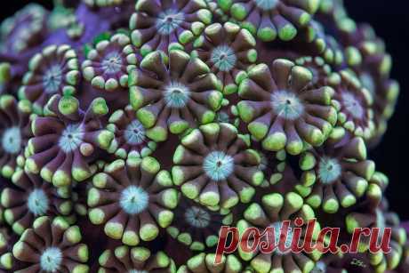 Колоритные кораллы | Naked Science