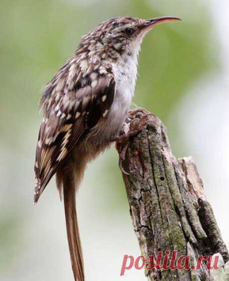 Короткопалая пищуха