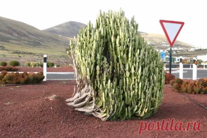 Молочай тригона - методы размножения и условия выращивания, описание сорта, болезни растения и борьба с ними Молочай тригона – описание и особенности вида. Условия выращивания. Размножение растений. Возможные вредители и заболевания.