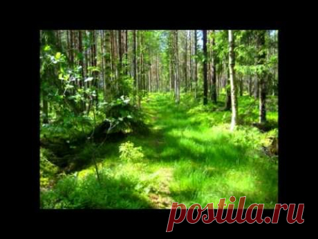 Сад в лесу - как обустроить участок в лесу? - YouTube