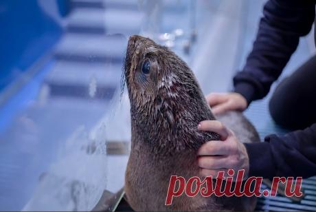 Приморский океанариум сообщил о первом рожденном в учреждении северном морском котике | Живой мир - природа