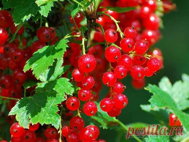 7 способов погубить смородину!..