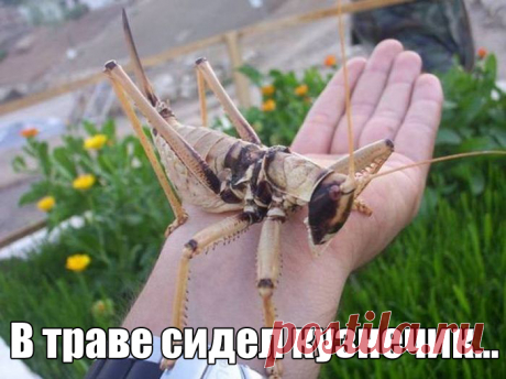 Подборка прикольных фото | Чёрт побери