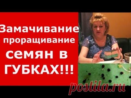 СЕМЕНА В ГУБКАХ (МОЧАЛКАХ) - Замачивание, закаливание, проращивание!