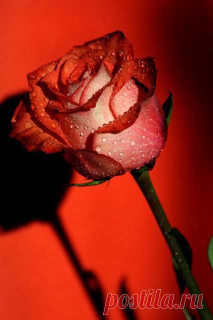 Denizden Gelen – Google+