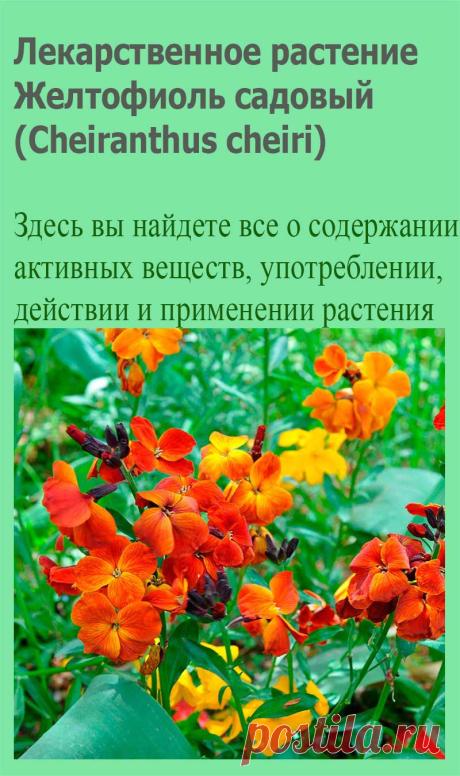 Лекарственное растение Желтофиоль садовый (Cheiranthus cheiri). Двулетнее или многолетнее растение высотой 20-80 см, слабо одревесневающее у основания. Листья узкие, удлиненно-ланцетные, цельнокрайние, жесткие, с вильчатыми волосками. Крупные сильно пахнущие цветки с золотисто-желтыми лепестками, которые - особенно у культурных сортов - могут быть и коричневыми, и оранжево-красными, длиной до 2,5 см.