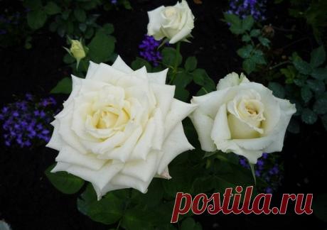 Белоснежные розы: как выбрать сорт