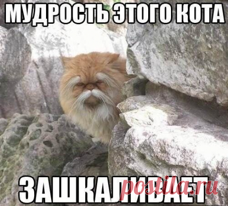 Мудрый кот