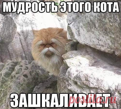 Мудрый кот