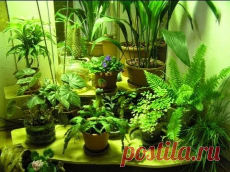 Девять дач » Зимний сад в квартире (44 фото): выбор места, стиля и растений