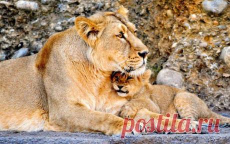 Фото Без названия. Альбом ЦАРЬ ЗВЕРЕЙ - 50 фото. Фотографии ⊰✿⊱ ОЛЬГА ⊰✿⊱.