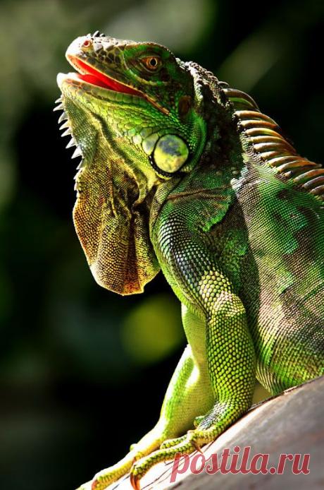 mxtraculous • earthlynation: Green Iguana. Photo by Zaw Min...