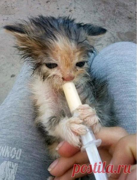 Пол года назад нашли это маленькое чудо под кустами... Ровно пол года назад нашли это маленькое чудо под кустами, взяли его домой!!!
Теперь чудо превратилось вот в такого красавца!
Айша Баймолданова