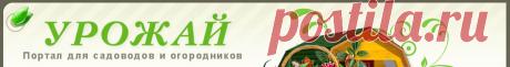 Пряные однолетние культуры