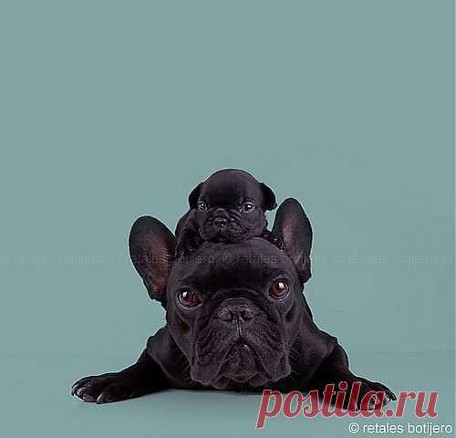 Batpig & Me Tumble It • . Las Conchitas by © retales botijero...