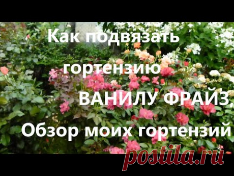 Как подвязать гортензию ВАНИЛУ ФРАЙЗ, Обзор моих гортензий .