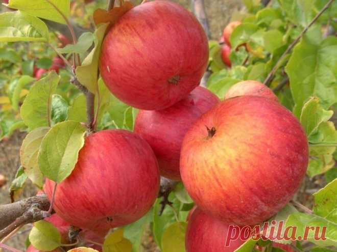 Бефорест яблоня описание фото отзывы Огород без хлопот - информационный сайт для дачников, садоводов и огородников.