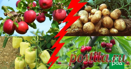 Опасное соседство: никогда не сажайте эти деревья и кустарники рядом! Правильное размещение плодовых деревьев и кустарников – это один из ключевых моментов, которые нужно учитывать при планировании сада. Малейшая оплошность может привести к болезни или гибели растения. Мы расскажем, как не допустить ошибок!