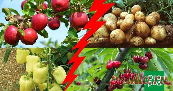 Опасное соседство: никогда не сажайте эти деревья и кустарники рядом! Правильное размещение плодовых деревьев и кустарников – это один из ключевых моментов, которые нужно учитывать при планировании сада. Малейшая оплошность может привести к болезни или гибели растения. Мы расскажем, как не допустить ошибок!